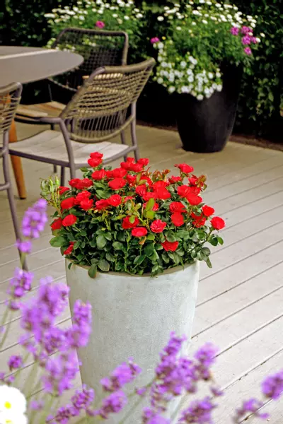 Mit ihrem kompakten Wuchs macht die Rose auch im Kübel für die Terrasse oder den Stadtbalkon eine gute Figur.