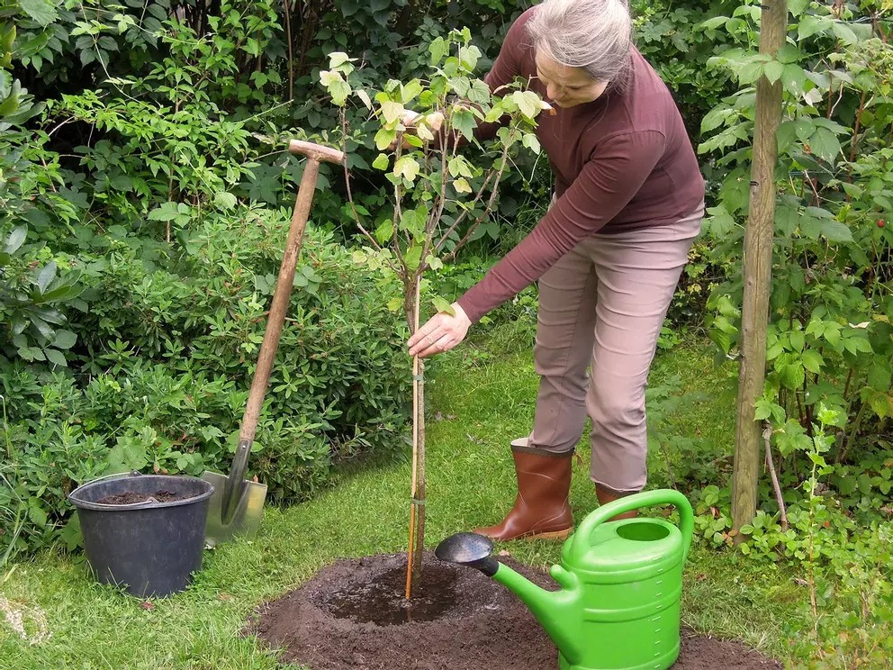 Der Herbst ist die richtige Zeit, um Bäume und Sträucher zu pflanzen, beim Anwachsen helfen Mittel zur Pflanzenstärkung. 
